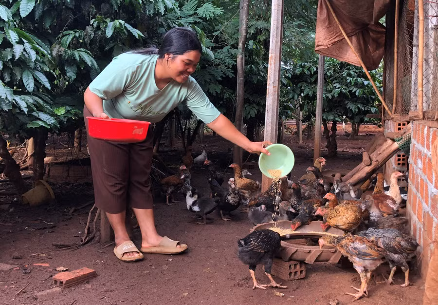 Ngoài nuôi heo, chị Khei (làng Biă Tih, xã A Dơk) còn chăn nuôi thêm gà, vịt để tăng thu nhập. Ảnh: Anh Huy Ngoài nuôi heo, chị Khei (làng Biă Tih, xã A Dơk) còn chăn nuôi thêm gà, vịt để tăng thu nhập. Ảnh: Anh Huy