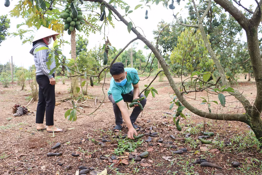 Bơ rớt giá không có người mua, gia đình ông Lê Công Hùng (xã Ia Hrung, huyện Ia Grai) đành nhặt làm thức ăn cho gà. Ảnh: Quang Tấn Bơ rớt giá không có người mua, gia đình ông Lê Công Hùng (xã Ia Hrung, huyện Ia Grai) đành nhặt làm thức ăn cho gà. Ảnh: Quang Tấn
