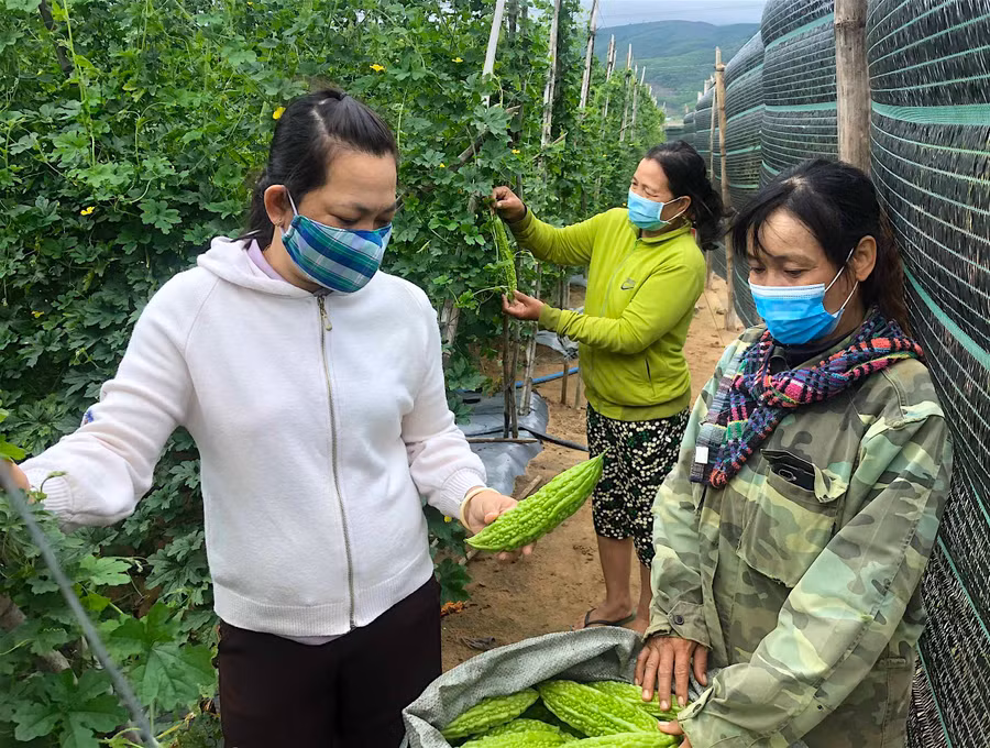 Chị Đào Thị Kim Phượng (bìa phải; thôn Tân Phong, xã Tân An) ủng hộ 1 tạ khổ qua cho người dân vùng dịch ở TP. Hồ Chí Minh. Ảnh: Mộc Trà