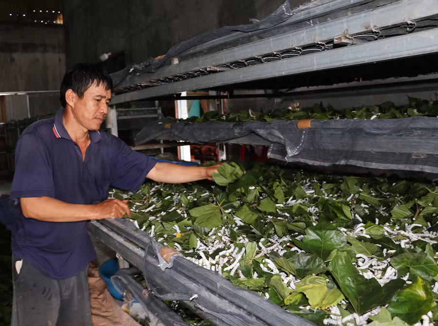  Ông Nguyễn Hải Dương (thôn Bầu Zút, thị trấn Chư Sê) đang cho tằm ăn. Ảnh: Nguyễn Quang