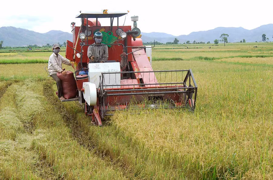 Huyện Ia Pa triển khai cánh đồng lúa lớn một giống tại 5 xã: Ia Broăi, Ia Tul, Ia Trok, Ia Ma Rơn và Chư Răng với diện tích gần 1.000 ha. Ảnh: Đức Thụy Ảnh: Vũ Chi