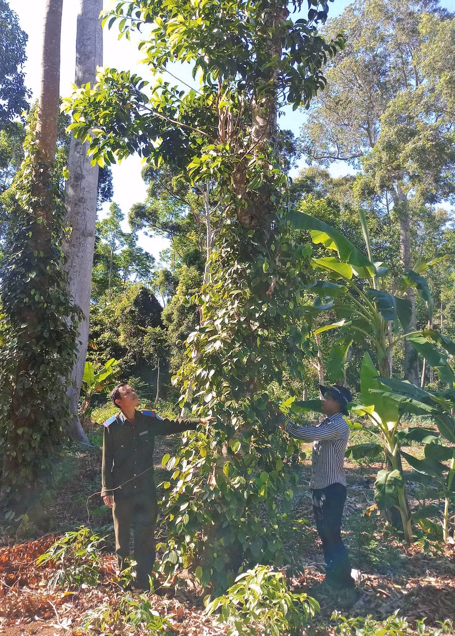 Ông Nguyễn Văn Thẩm (thôn 1, xã Sơ Pai, huyện Kbang) khấp khởi mong chờ vụ thu hoạch dổi đầu tiên sau 3 năm trồng. Ảnh: Hoành Sơn