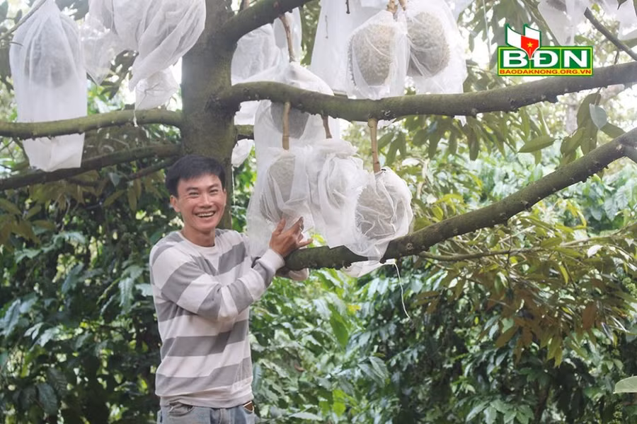 Anh Hoàng, xã Nhân Cơ (Đắk R’lấp, tỉnh Đắk Nông) vui mừng vì trồng sầu riêng theo phương pháp tự nhiên đạt kết quả cao