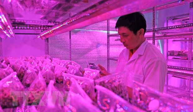Ông Phan Quốc Chính, Phó giám đốc Trung tâm Ứng dụng khoa học và công nghệ Lâm Đồng, chủ nhiệm đề tài bên trong phòng thí nghiệm nuôi cấy mô lan Giả hạc Di Linh. (Ảnh: Nguyễn Dũng/TTXVN).