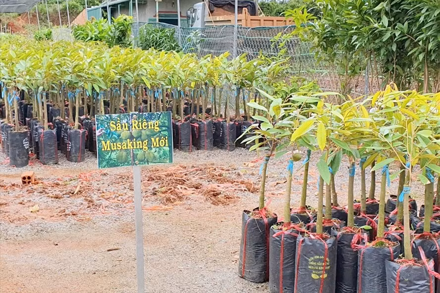  Giống sầu riêng độc, lạ Musang King được nhiều cửa hàng bày bán. Ảnh: Bảo Lâm