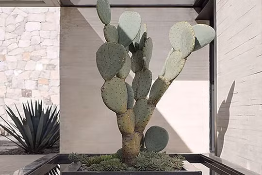 Đôi khi một cây xương rồng cao lớn cũng đủ làm nên tiểu cảnh lạ mắt. (Ảnh minh hoạ)