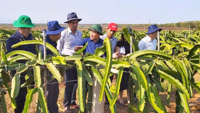 Thứ trưởng Bộ NN PTNT Lê Quốc Doanh (giữa) đến thăm và làm việc tại trang trại Hồng Hà hồi tháng 5/2021. Ảnh: Hồng Hà