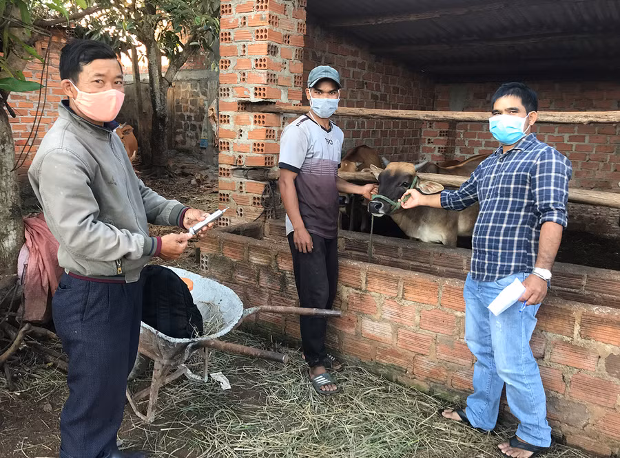 Cán bộ thú y Trung tâm Dịch vụ nông nghiệp huyện Đak Đoa tiêm vắc xin phòng bệnh viêm da nổi cục cho đàn bò. Ảnh: Nguyễn Hồng Cán bộ thú y Trung tâm Dịch vụ nông nghiệp huyện Đak Đoa tiêm vắc xin phòng bệnh VDNC cho đàn bò. Ảnh: Nguyễn Hồng