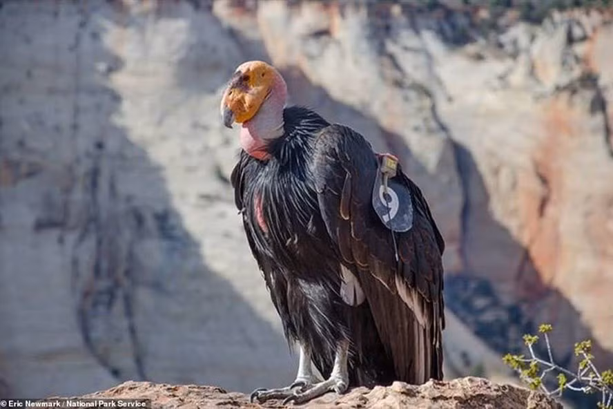  Thần ưng California là loài chim lớn nhất Bắc Mỹ với sải cánh dài tới 3m. Ảnh: National Park Service