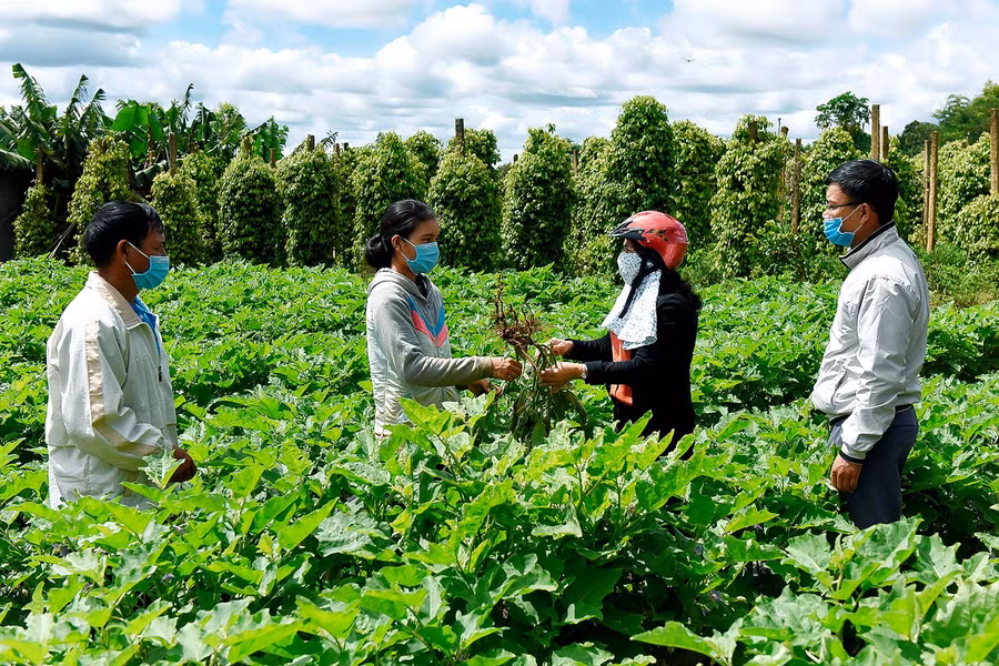 3. Hội viên, nông dân trao đổi kinh nghiệm khi sử dụng nguồn vốn vay của hội viên trồng rau màu.