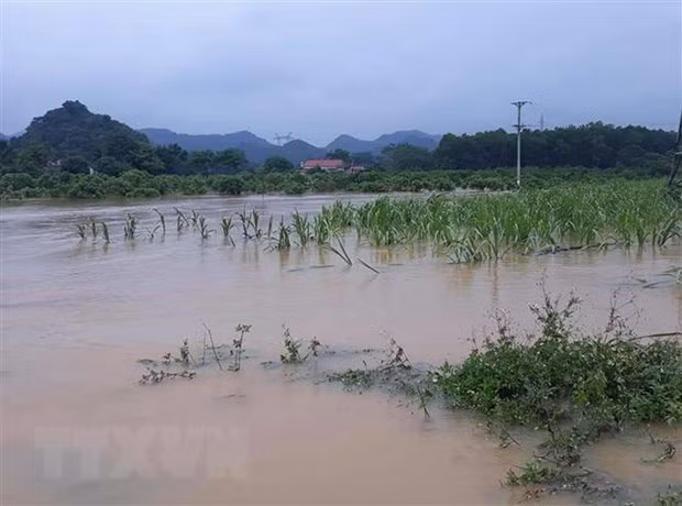 Mưa bão gây ngập úng rau màu của người dân. (Ảnh: TTXVN phát)