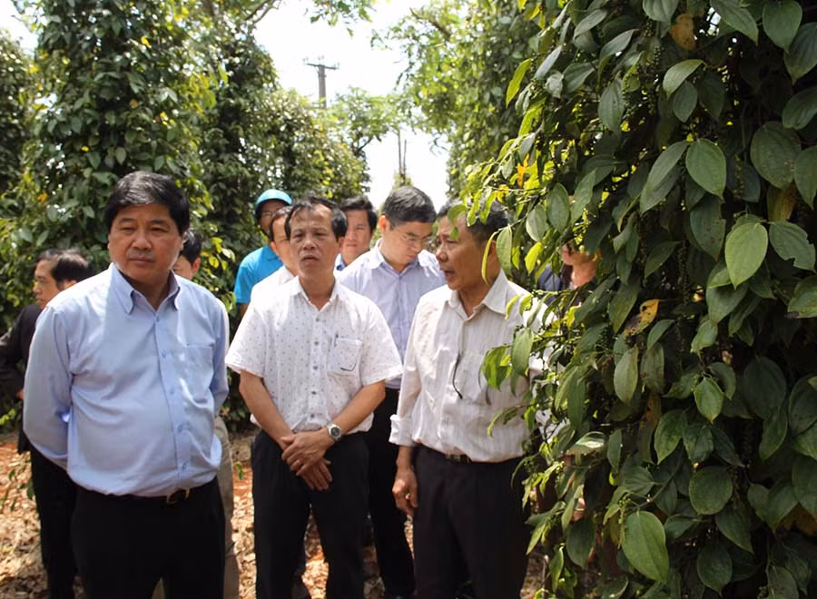 Theo Thứ trưởng Bộ Nông nghiệp và PTNT Lê Quốc Doanh, tiêu chết một phần là do người dân chăm bón chưa đúng quy trình kỹ thuật. Ảnh: M.N Theo Thứ trưởng Bộ Nông nghiệp và PTNT Lê Quốc Doanh, tiêu chết một phần là do người dân chăm bón chưa đúng quy trình kỹ thuật. Ảnh: M.N