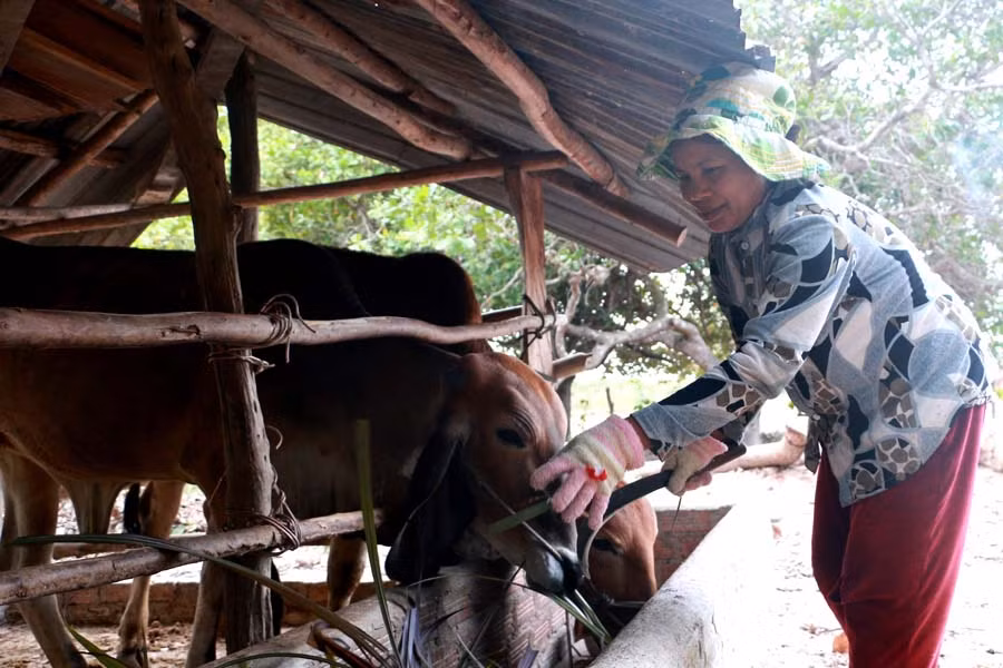  Hai con bò lai của gia đình ông Phạm Văn Dũng sinh trưởng và phát triển tốt. Ảnh: Q.T