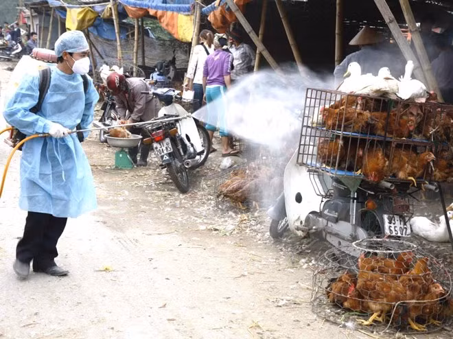 Phun thuốc khử trùng tiêu độc khu vực buôn bán gia cầm. Phun thuốc khử trùng tiêu độc khu vực buôn bán gia cầm.