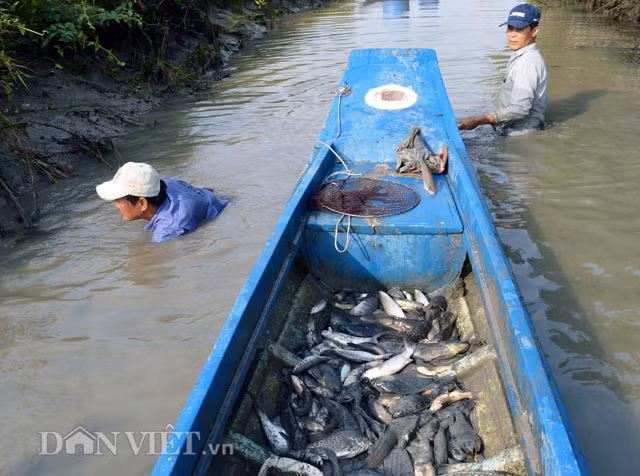 Đối với những con cá không nổi lên, phải trực tiếp mò dưới kênh như thế này