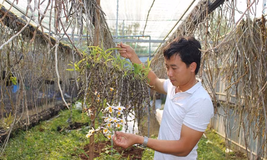  Anh Phạm Thăng Bằng đang chăm sóc hoa lan. Ảnh: T.B