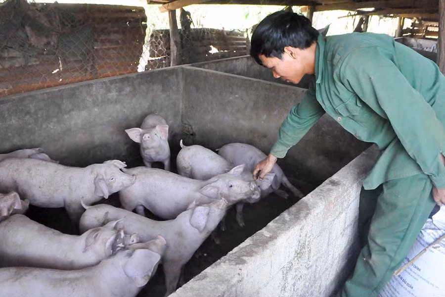 Đàn heo của Cường đang sinh trưởng rất tốt. Ảnh: Mai Ka Đàn heo của Cường đang sinh trưởng rất tốt. Ảnh: Mai Ka