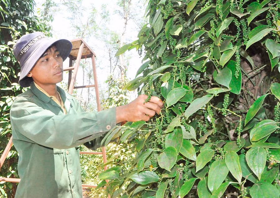Vườn tiêu của Cường đang trong mùa thu hoạch. Ảnh: Mai Ka Vườn tiêu của Cường đang trong mùa thu hoạch. Ảnh: Mai Ka