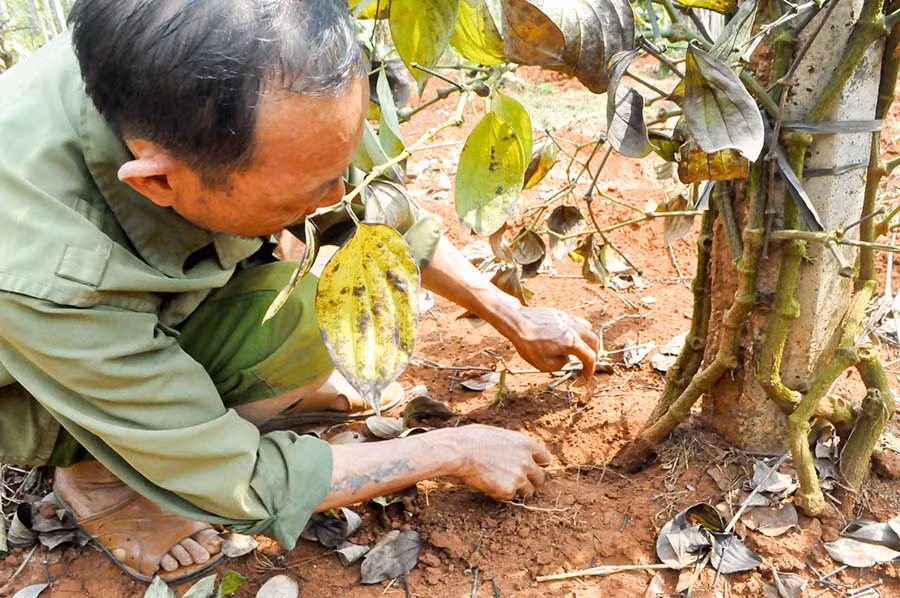  Theo ông Lắm, sau khi phun thuốc, cây tiêu có biểu hiện thối rữa phần gốc. Ảnh: Mai Ka