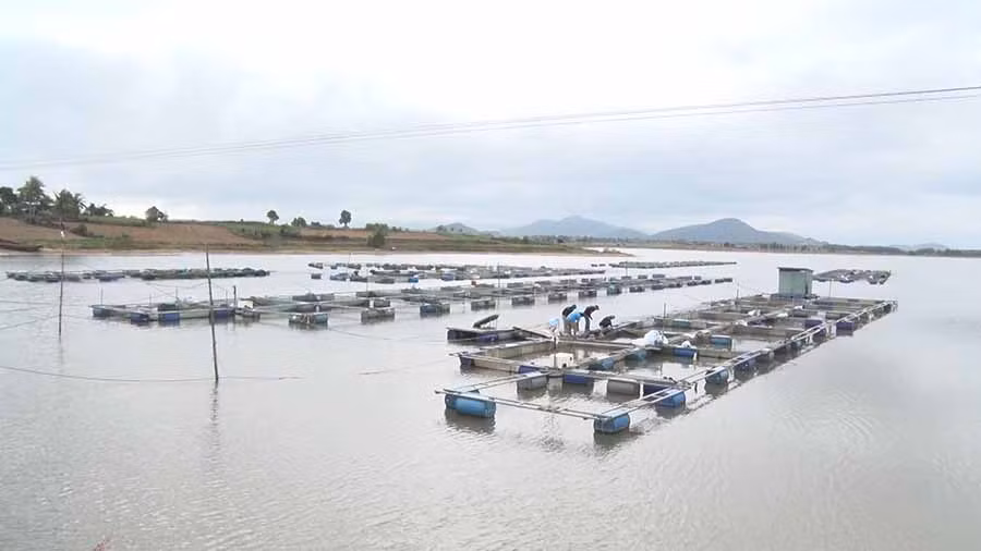  Người dân xã Xuân An nuôi cá lồng trên lòng hồ thủy điện. Ảnh: T.H