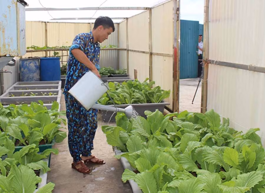  Cán bộ, chiến sĩ chăm sóc rau xanh. Ảnh: N.D