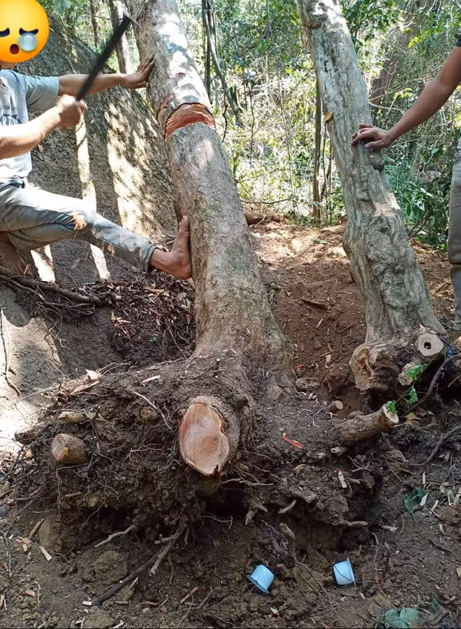 Đào tận gốc, trốc tận rễ - Ảnh: Trần Hiếu