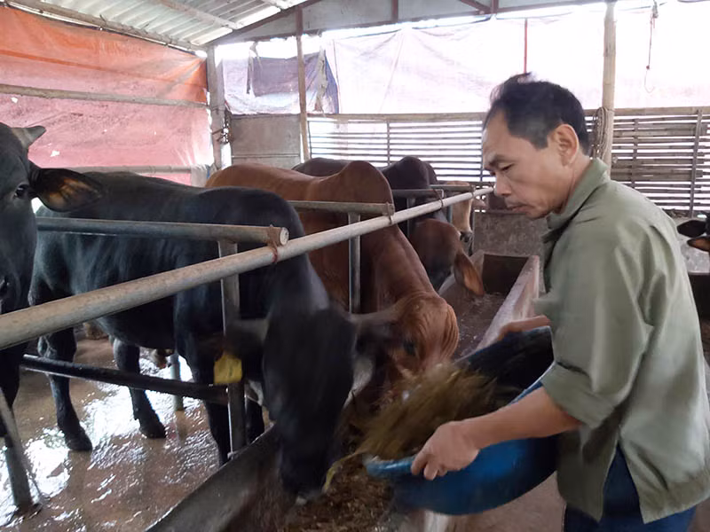  Mới đầu chỉ nuôi thử nghiệm 1 con bò 3B, tuy nhiên nhận thấy giống bò 3B 