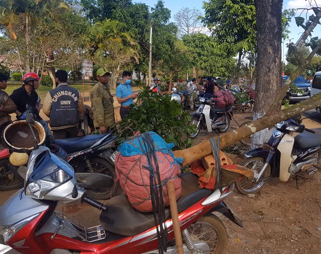 Chợ mai rừng tự phát trên đường Lê Duẩn, TP.Pleiku - Ảnh: Trần Hiếu 