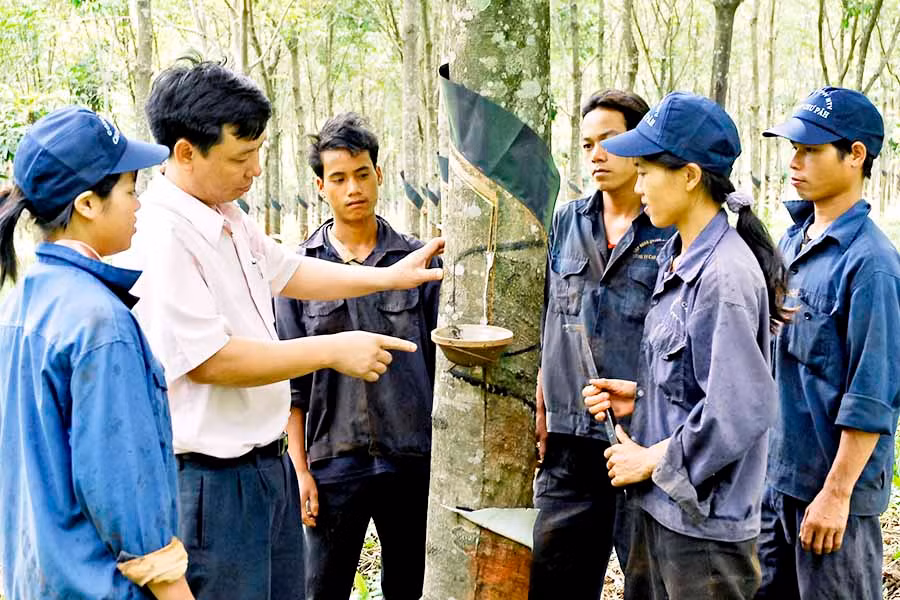 Cán bộ Công ty TNHH một thành viên Cao su Chư Pah hướng dẫn kỹ thuật cạo mủ cao su cho công nhân. Ảnh: ĐỨC THỤY