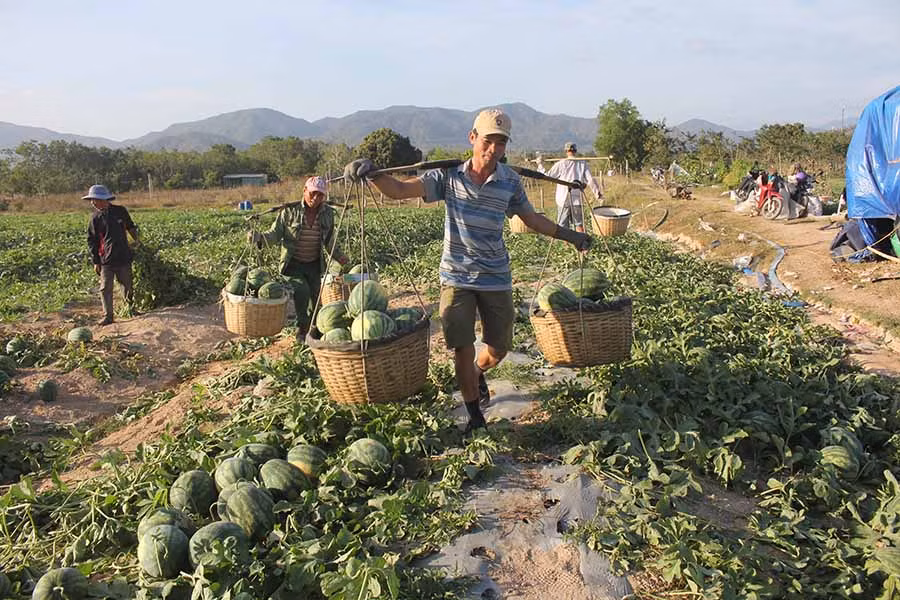  Dù giá rẻ nhưng nhiều nông dân vẫn cố thu hoạch dưa để vớt vát chi phí đầu tư. Ảnh: NGUYỄN TÚ