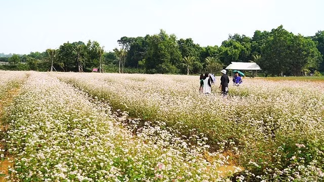  Cánh đồng hoa Tam giác mạch ở Đồng Mô, Hà Nội. Ảnh D.Tr