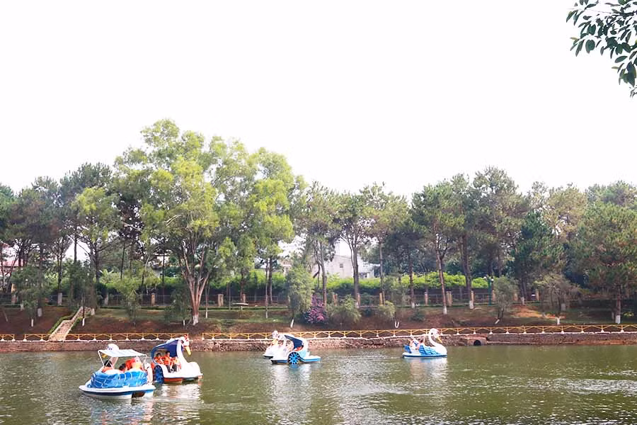  Hàng thông bên hồ Diên Hồng (TP. Pleiku). Ảnh: ĐINH HUY HOÀNG