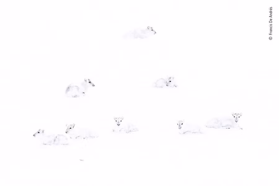  Đàn tuần lộc Bắc Cực trên nền tuyết trắng tại Na Uy - Ảnh: WILDLIFE PHOTOGRAPHER OF THE YEAR