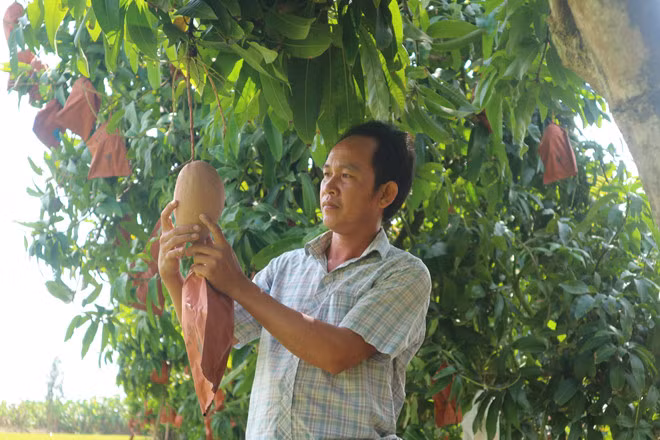 Cây xoài cát hồng 4 năm tuổi của anh Nhàn - Thiên Lộc