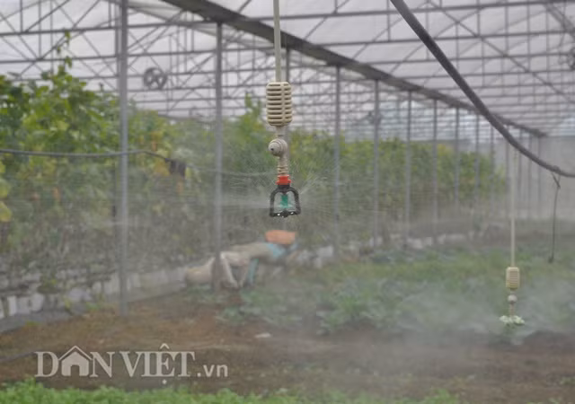 Hệ thống tưới tự động của vườn rau.