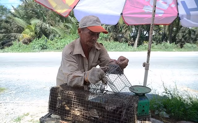 Ông Tư Lượm đổ chuột đã bẫy được vào lồng.