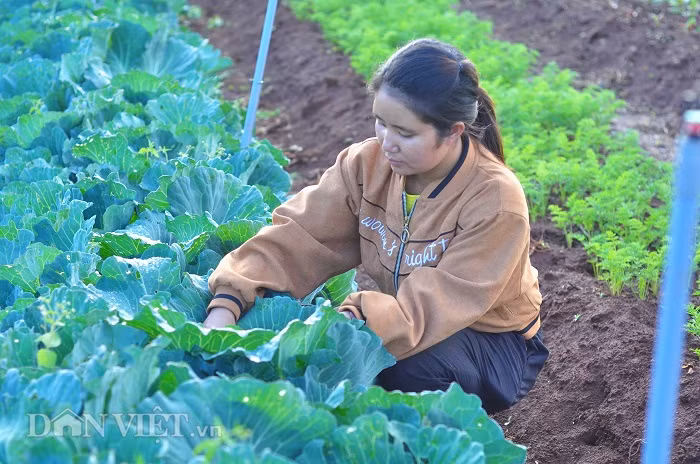 Chị Ma Điểm bên những luống rau bắp cải hữu cơ của mình.