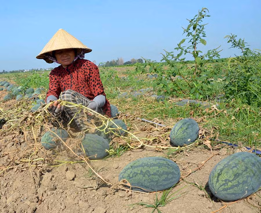 Bà Phạm Thị Nga (bìa phải) cùng người làm kiểm tra ruộng dưa đang khô dần mà không có người mua. Ảnh: Đ.P
