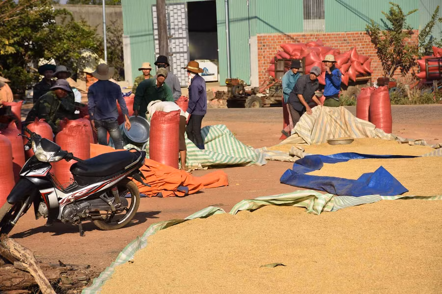 Không khí vào vụ nhộn nhịp. Ảnh: Hà Phương
