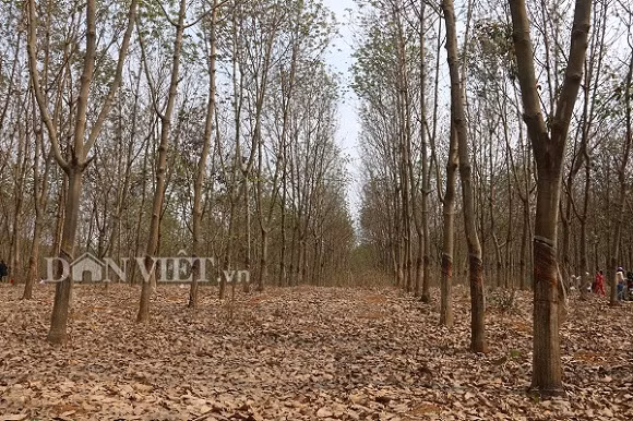 Rừng cao su ở xã Mường Bon nằm cách trung tâm huyện Mai Sơn khoảng 10km, nên du khách hoàn toàn có thể di chuyển nhanh chóng bằng nhiều phương tiện khác nhau như xe máy, ô tô,...