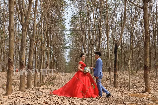  Một số đôi bạn trẻ đã lựa chọn rừng cao su ở xã Mường Bon mùa thay lá, để chụp ảnh cưới.