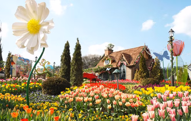 Hoa tulip mùa xuân ở Hàn Quốc tuyệt đẹp.
