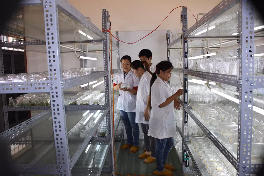 Công nghệ nuôi cấy mô các giống hoa tại Trung tâm Nghiên cứu giống cây trồng. Ảnh: N.D