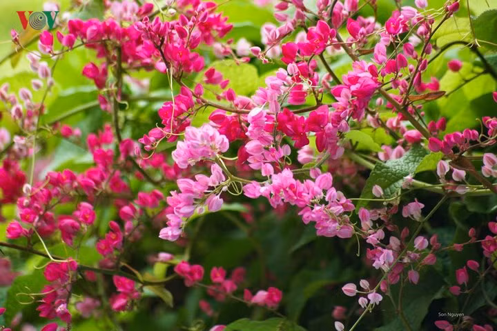  Hai sắc hoa ti-gôn dường như thiết tha hơn trong lòng người khi vào mùa nắng phai.