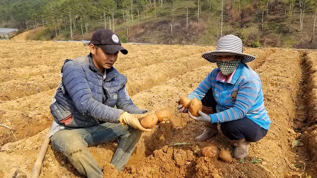 Nhà nông ở Lâm Đồng đang đau đầu và xót xa khi khoai tây Trung Quốc tràn ngập Đà Lạt.