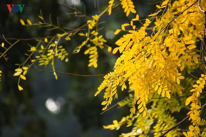  Mùa thu vàng Hà Nội