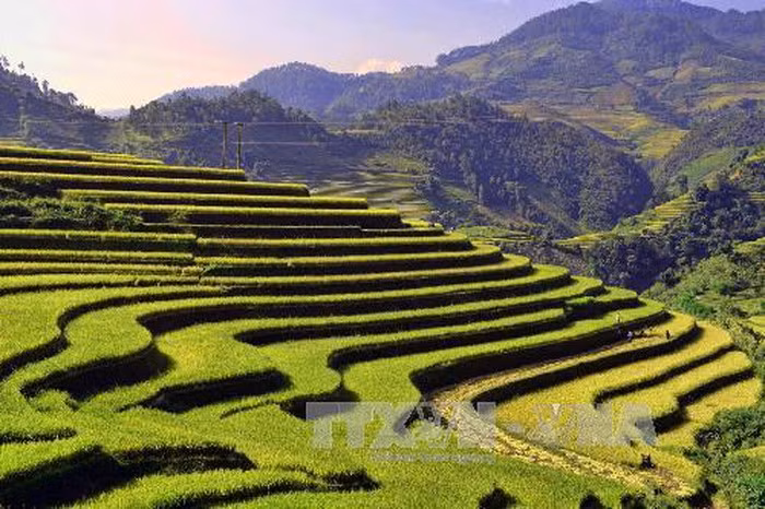 Ruộng bậc thang Mù Căng Chải