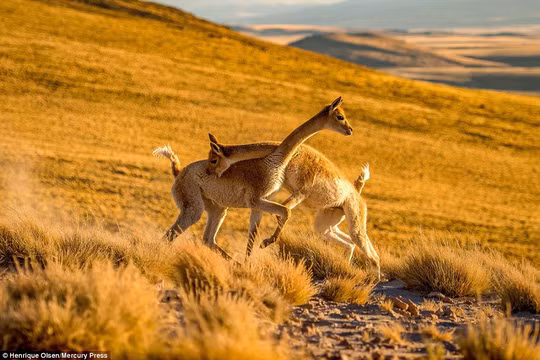 Hai con lạc đà Vicuna dường như ôm chặt lấy nhau. Ảnh: Mercury Press Hai con lạc đà Vicuna dường như ôm chặt lấy nhau. Ảnh: Mercury Press