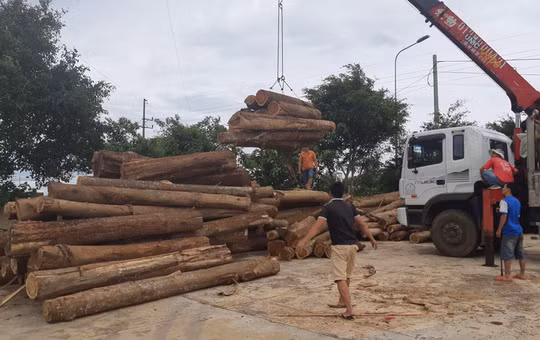 Gỗ khai thác trong rừng phòng hộ được Công an huyện Ea Kar thu giữ