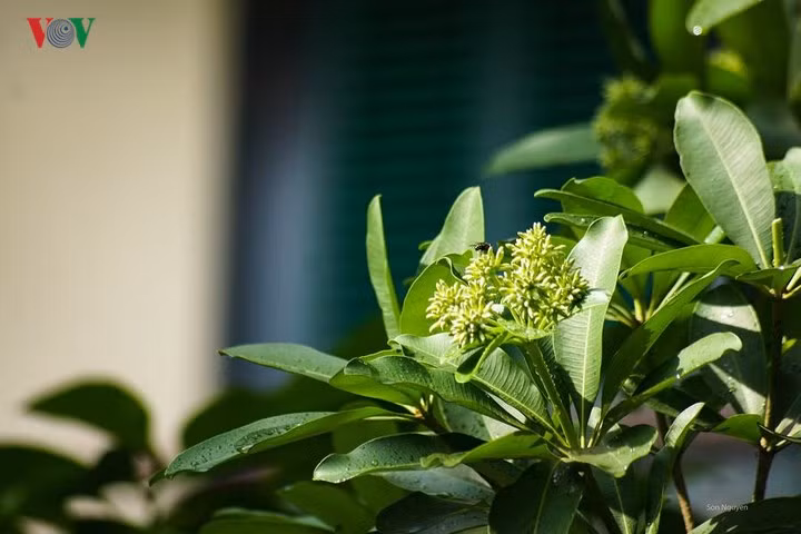 Hoa sữa có mặt trong nhiều bài hát hay nhất về mùa thu Hà Nội. Nhắc đến hoa sữa cũng là liên tưởng đến sự lãng mạn, sâu sắc của người Hà Nội
